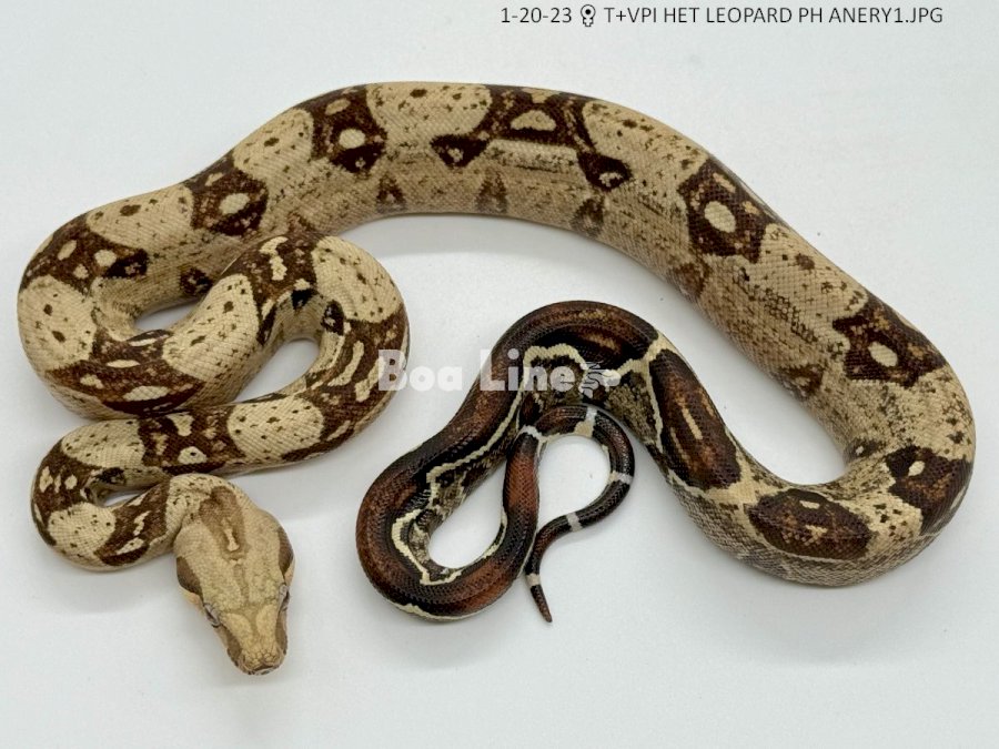 T+VPI HET LEOPARD PH ANERY